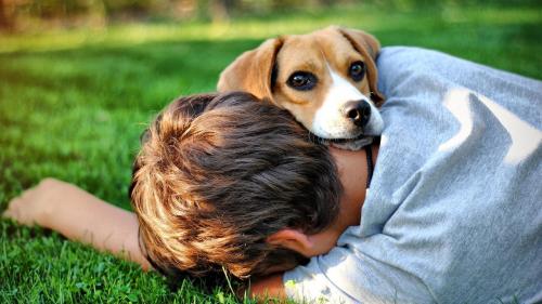 любящий щенок обои 