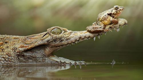 лягушка крокодил