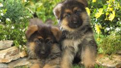 немецкий щенки овчарки заставки скачать