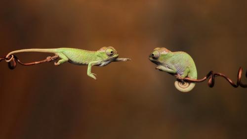 не могут связаться с друг другом хамелеон
