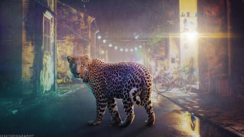 ночь леопард