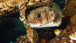 подводные рыбки, океан, морские обитатели, картинки