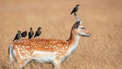 птицы на олене