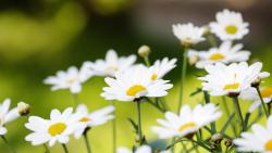 ромашки заставки на рабочий стол