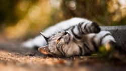 сладкая кошка обои скачать