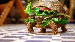 смешно черепаха бургер обои