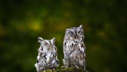 смешные совы