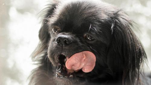 собака, морда, облизывая свои губы, маленький