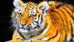 тигренок широкоформатные hd обои на рабочий стол