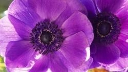 фиолетовый мак широкоформатные обои