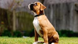 хорошо вел себя, собака