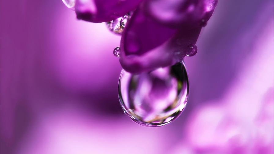 цветок, розовый, капли воды, заставки, макро