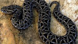 черная змея