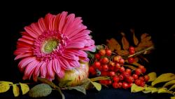 яблоко, рябина и цветок астры