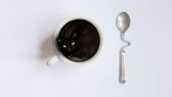 1920x1200 Кот в чашке обои