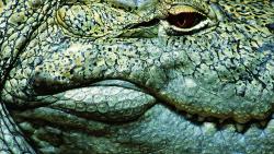 1920x1200 Крокодилий глаз фото