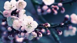 2560x1600, Макро фото цветков персика