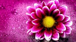 4K обои капли воды на розовом цветке макро