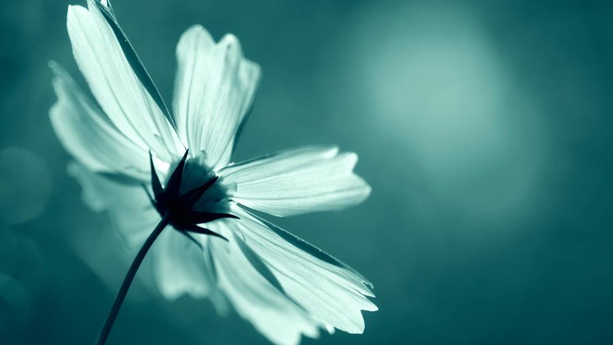 Autumn light flower wallpapers high resolution hd