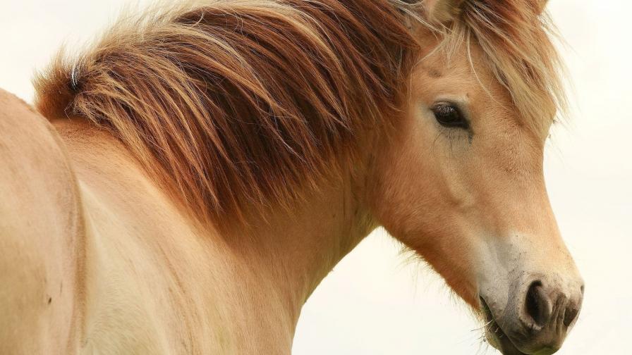 HD обои Лошадь с добрыми глазами