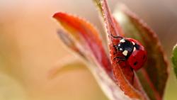 HD обои красная божья коровка на лепестке