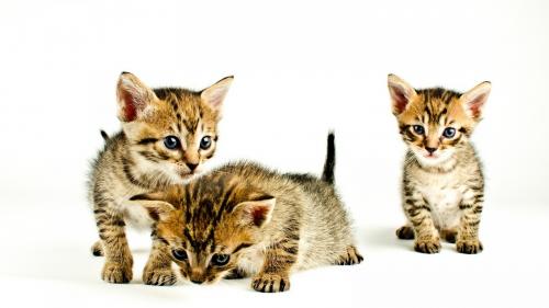 HD обои милые котята на белом фоне