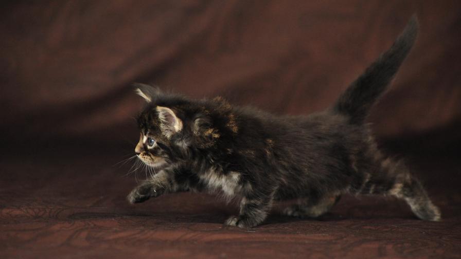 HD обои милый котик