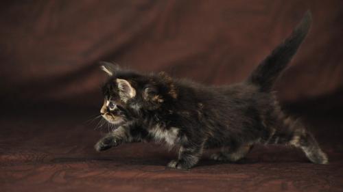 HD обои милый котик