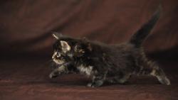 HD обои милый котик