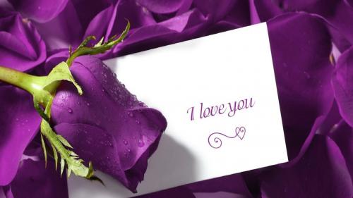 HD обои романтическая открытка I love you на фоне пурпурных роз