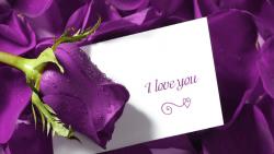 HD обои романтическая открытка I love you на фоне пурпурных роз