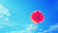 Pink gerbera flower wallpapers high resolution