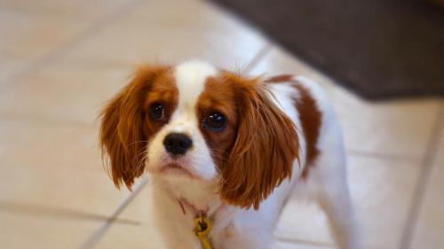 spaniel, puppy, спаниель, щенок, щеночек